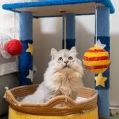 サイベリアン【大阪府・男の子・2025年6月1日・シルバーシェーデット】の写真3