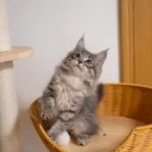 サイベリアン【大阪府・女の子・2025年7月28日・ブルータビー】の写真3