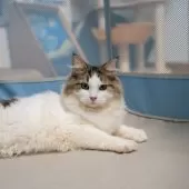 サイベリアン【大阪府・男の子・2025年5月23日・ブラウン&ホワイト】の写真3