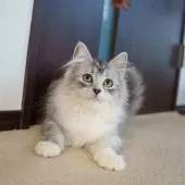 サイベリアン【大阪府・女の子・2025年7月30日・ブラウンタビー】の写真3