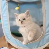 サイベリアン【大阪府・女の子・2025年9月30日・ブルーリンクス(ネヴァマスカレード)】の写真3