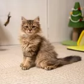 サイベリアン【大阪府・女の子・2025年6月21日・ブラウンタビー】の写真3