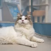 サイベリアン【大阪府・男の子・2025年5月23日・ブラウン&ホワイト】の写真4