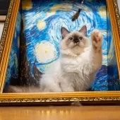 サイベリアン【大阪府・女の子・2025年6月13日・シールポイント】の写真4