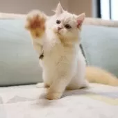 サイベリアン【大阪府・男の子・2025年5月20日・レッドリンクスポイント】の写真5