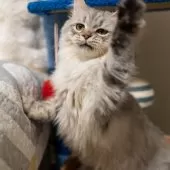 サイベリアン【大阪府・女の子・2025年6月21日・シルバータビー】の写真5