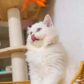 サイベリアン【大阪府・男の子・2025年5月20日・レッドリンクスポイント】の写真5