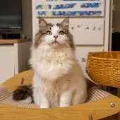 サイベリアン【大阪府・男の子・2025年5月23日・ブラウン&ホワイト】の写真5