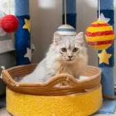 サイベリアン【大阪府・男の子・2025年6月1日・シルバータビー&ホワイト】の写真5