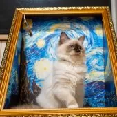 サイベリアン【大阪府・女の子・2025年6月13日・シールポイント】の写真5