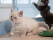 サイベリアン【大阪府・女の子・2025年9月30日・ブルーリンクス(ネヴァマスカレード)】の写真6