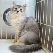 サイベリアン【大阪府・女の子・2025年7月30日・ブラウンタビー】の写真6