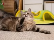 サイベリアン【大阪府・女の子・2025年6月1日・ブラウンタビー】の写真6