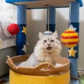 サイベリアン【大阪府・男の子・2025年6月1日・シルバータビー&ホワイト】の写真6