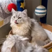 サイベリアン【大阪府・男の子・2025年6月1日・シルバーシェーデット】の写真6