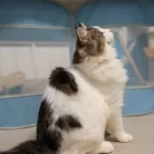 サイベリアン【大阪府・男の子・2025年5月23日・ブラウン&ホワイト】の写真5