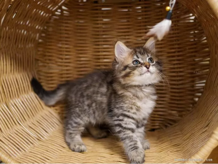 BABY 猫柄サロペット　ブラウン サイベリアン【大阪府・女の子・2025年6月1日・ブラウンタビー