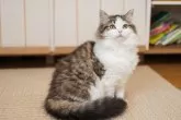 サイベリアン【大阪府・女の子・2024年11月18日・ブラウンタビー&ホワイト】の写真7