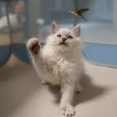 サイベリアン【大阪府・女の子・2025年9月30日・ブルーリンクスポイント(ネヴァマスカレード)】の写真8