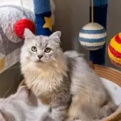 サイベリアン【大阪府・男の子・2025年6月1日・シルバーシェーデット】の写真7