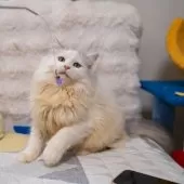 サイベリアン【大阪府・男の子・2025年6月1日・シルバー&ホワイト】の写真3