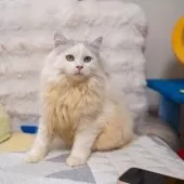 サイベリアン【大阪府・男の子・2025年6月1日・シルバー&ホワイト】の写真5