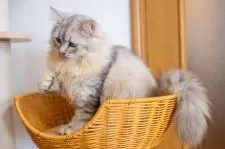 サイベリアン【大阪府・男の子・2025年6月1日・シルバータビー&ホワイト】の写真8