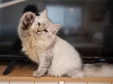 サイベリアン【大阪府・男の子・2025年6月1日・シルバータビー&ホワイト】の写真8