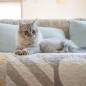 サイベリアン【大阪府・女の子・2025年6月21日・シルバータビー】の写真8