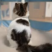 サイベリアン【大阪府・男の子・2025年5月23日・ブラウン&ホワイト】の写真7