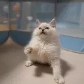 サイベリアン【大阪府・女の子・2025年9月30日・ブルーリンクスポイント(ネヴァマスカレード)】の写真11