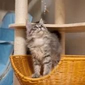 サイベリアン【大阪府・女の子・2025年7月28日・ブルータビー】の写真8