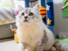 サイベリアン【大阪府・男の子・2025年6月1日・シルバータビー&ホワイト】の写真9