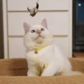 サイベリアン【大阪府・男の子・2025年5月20日・レッドリンクスポイント】の写真9