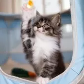 サイベリアン【大阪府・女の子・2025年9月24日・ブラウンタビー&ホワイト】の写真2