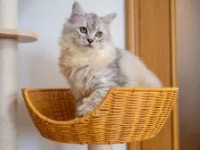 サイベリアン【大阪府・男の子・2025年6月1日・シルバーシェーデット】の写真9