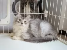 サイベリアン【大阪府・女の子・2025年7月30日・ブラウンタビー】の写真9