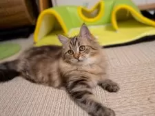 サイベリアン【大阪府・女の子・2025年6月1日・ブラウンタビー】の写真8