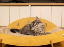 サイベリアン【大阪府・女の子・2025年7月28日・ブラウンタビー】の写真9