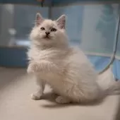 サイベリアン【大阪府・女の子・2025年9月30日・ブルーリンクスポイント(ネヴァマスカレード)】の写真7