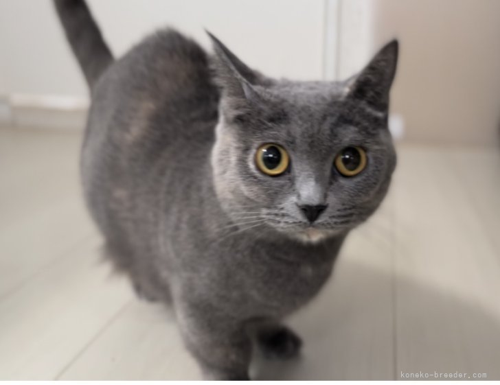 マンチカン【・女の子・2020年9月8日・ブルー】