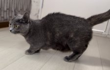 マンチカン【・女の子・2020年9月8日・ブルー】