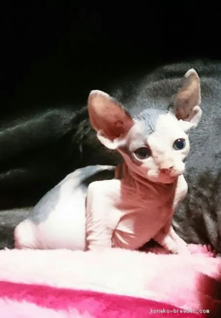 ID：1908-01663の子猫