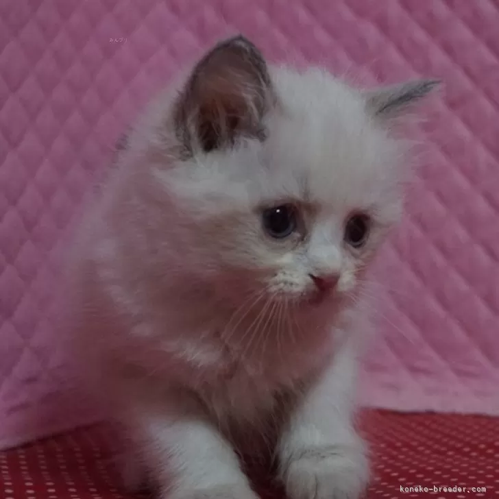 ID：2404-01894の子猫