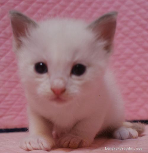 ID:1803-00591の子猫