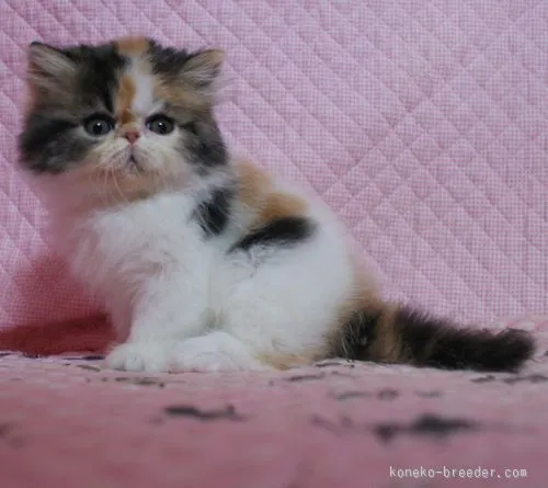 ミーコ 様のお迎えした子猫
