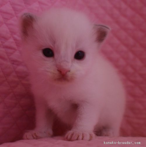 ID:1803-00589の子猫