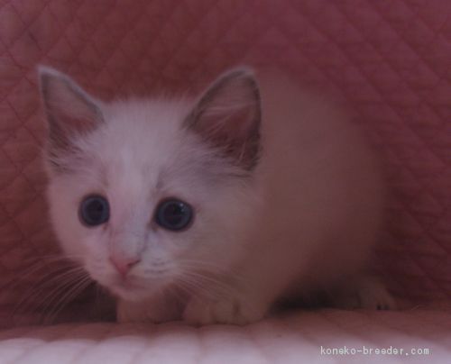 ラグドール 静岡県 女の子 年5月23日 ブルーポイント バイカラー 丸顔のかわいい女の子 みんなの子猫ブリーダー 子猫id 07 009