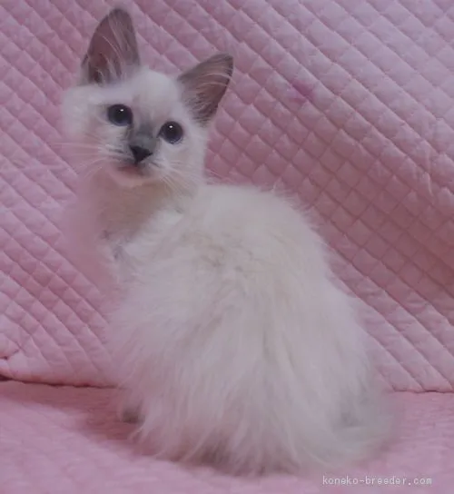 ID：2103-01279の子猫