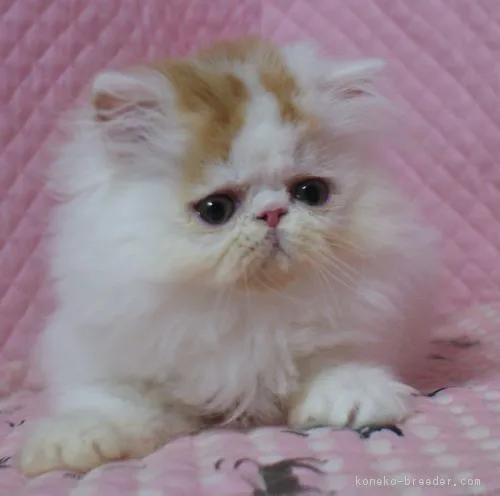 弥生 様のお迎えした子猫